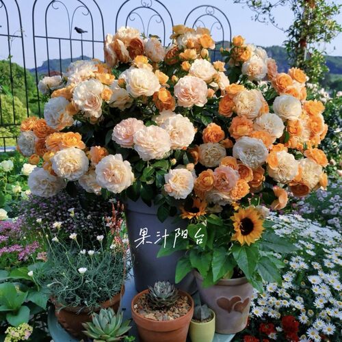 果汁阳台大苗玫瑰花苗灌木月季露台盆栽花卉浓香多季开花开花浓香 - 图0