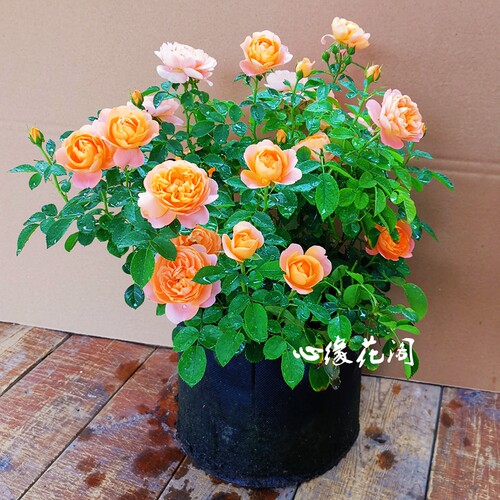 果汁阳台大苗玫瑰花苗灌木月季露台盆栽花卉浓香多季开花开花浓香 - 图1
