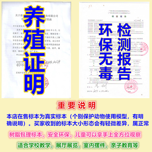 幼儿园教学真实海洋动物树脂标本螃蟹虾热带鱼乌贼乌龟海星寄居蟹 - 图0