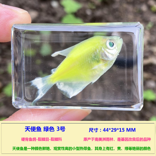 幼儿园教学真实海洋动物树脂标本螃蟹虾热带鱼乌贼乌龟海星寄居蟹 - 图2