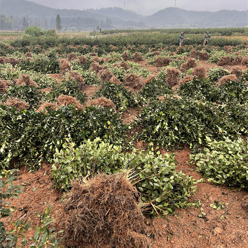 江西嫁接高产油茶苗 长林系中大油茶树苗 杂交良种白花红皮果茶子 - 图1
