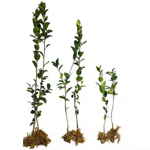 江西嫁接高产油茶苗 长林系中大油茶树苗 杂交良种白花红皮果茶子 - 图3