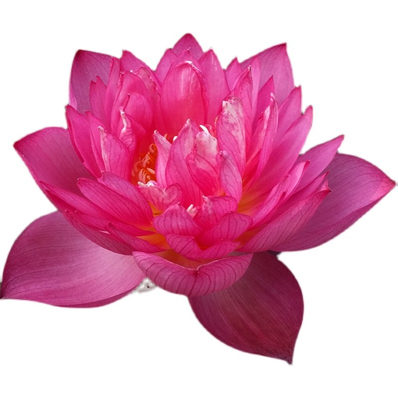 微型汝州老农花卉荷花碗莲阳台花卉水养盆栽荷花盆栽带花苞耐寒,淘宝优惠券,粉丝福利购,淘宝优惠卷