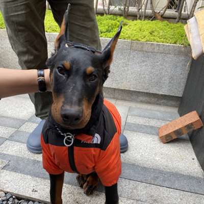 宠物用品新款德牧马犬杜宾立耳贴耳托绑耳神器狗耳朵矫正立耳器 虎窝淘