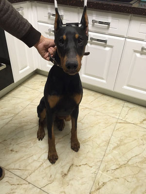 宠物用品新款德牧马犬杜宾立耳贴耳托绑耳神器狗耳朵矫正立耳器 虎窝淘