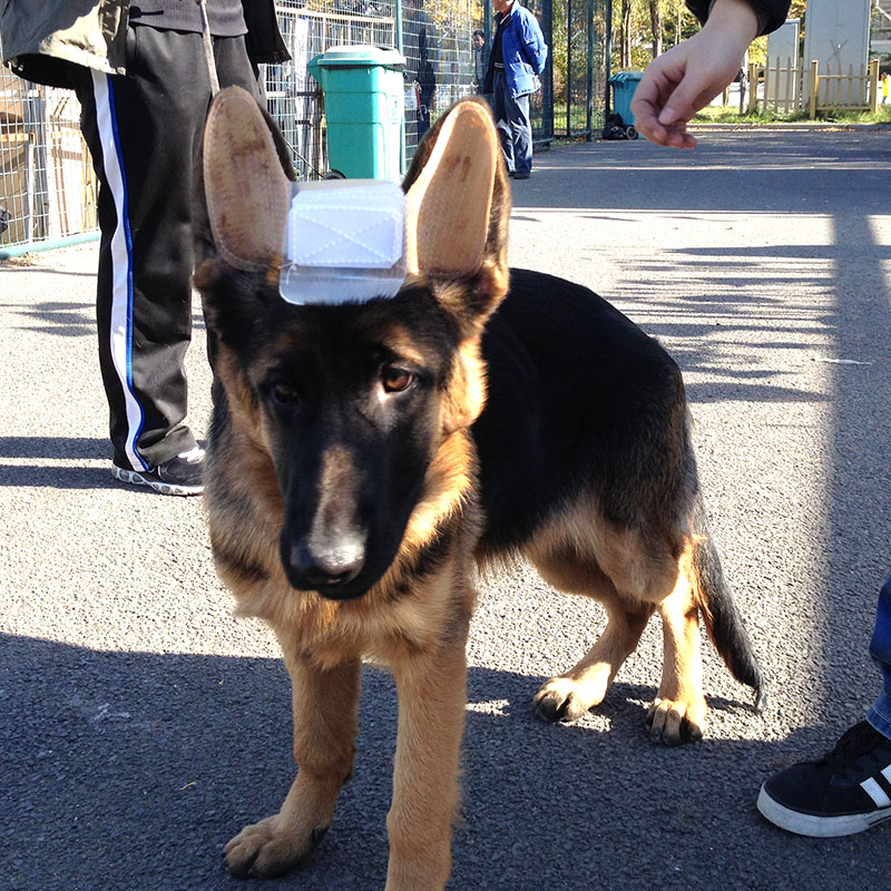 训犬新款德牧马犬耳贴耳托宠物贴矫正器立耳支架胶水调整耳距大号 - 图0