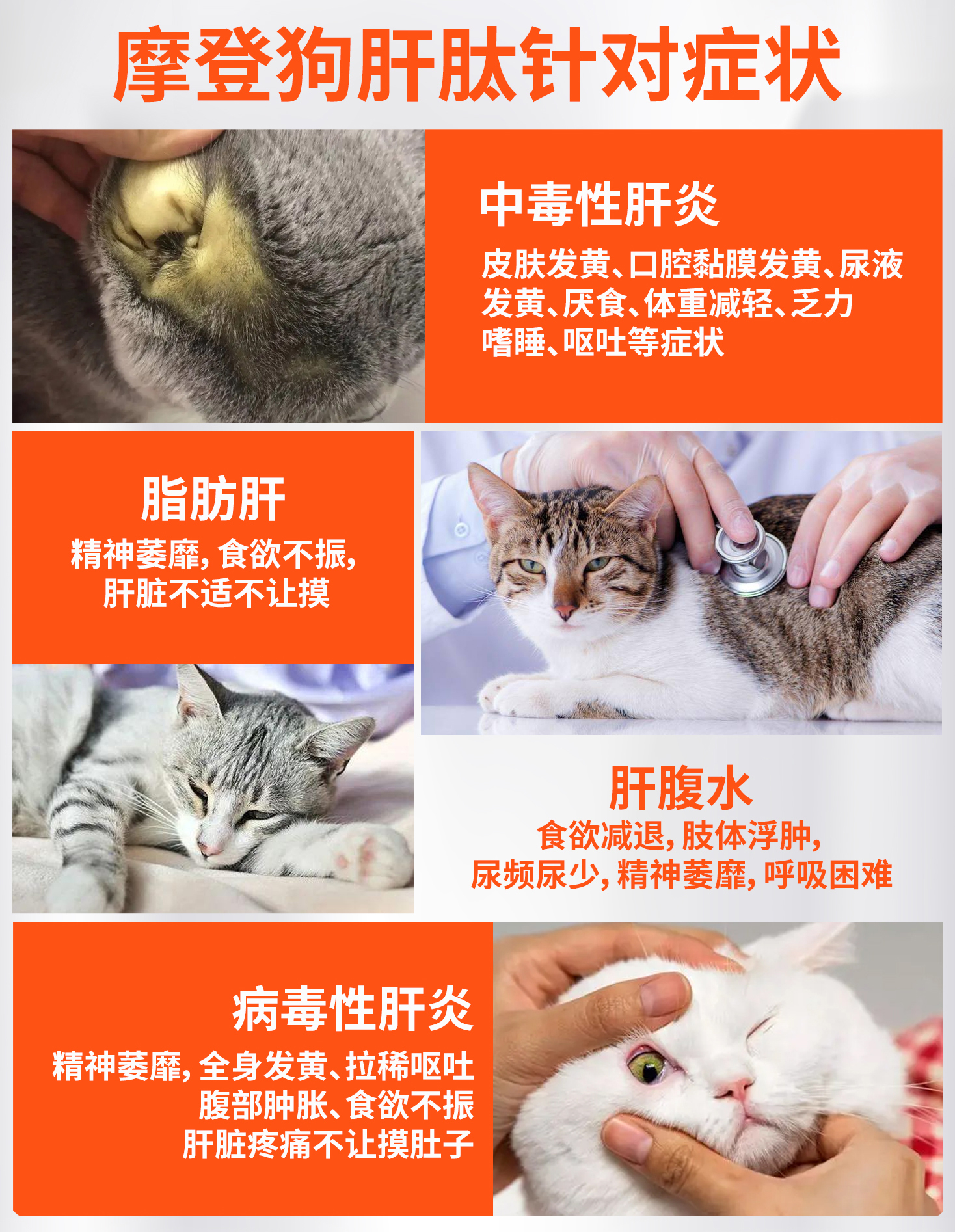 摩登狗肝肽犬用猫用肝脏营养品猫腹水肝损伤肝病狗狗保肝宁护肝炎-图1