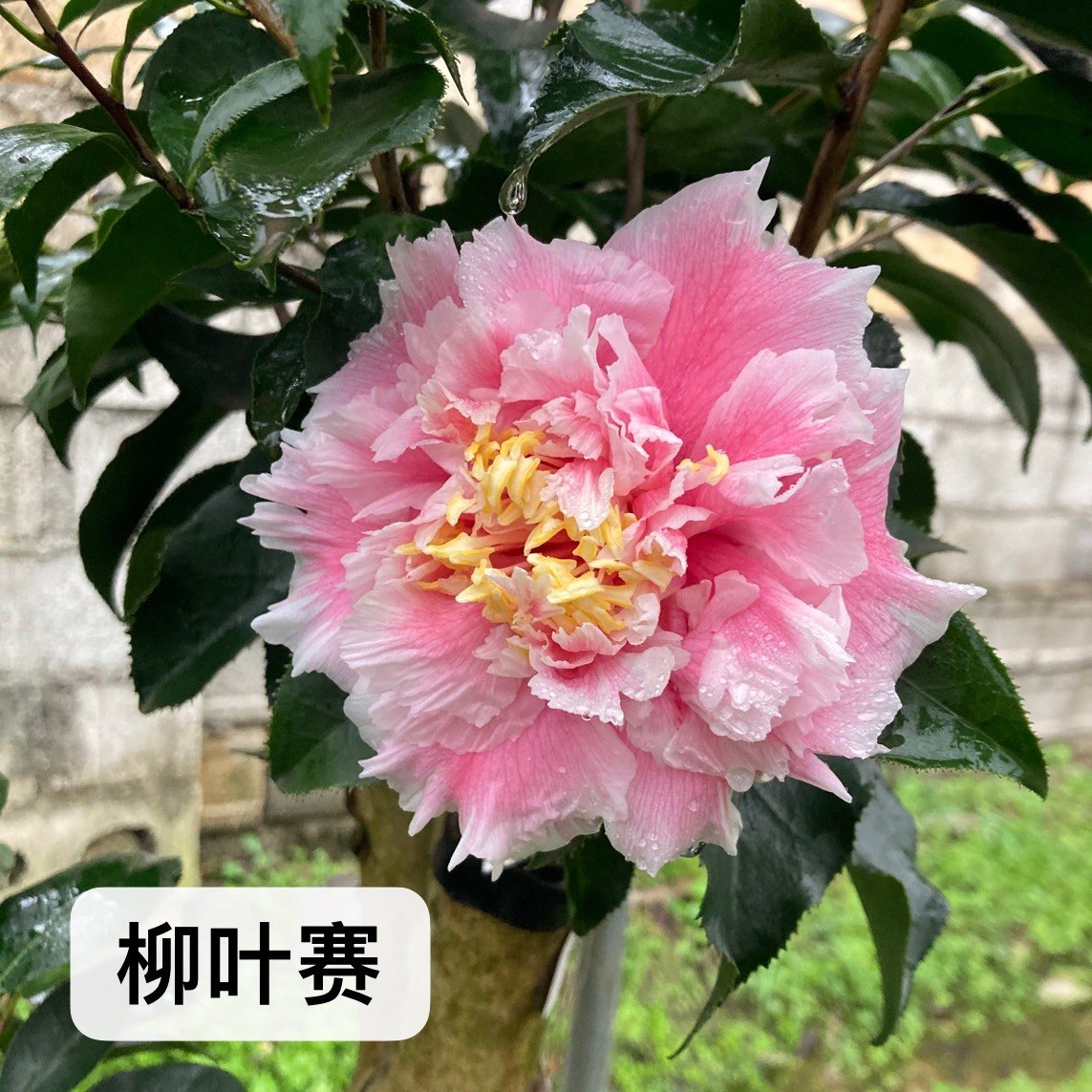 23年新品柳叶赛牡丹大花粉色热卖稀罕勤花易养易开包活品种保证,淘宝优惠券,粉丝福利购,淘宝优惠卷