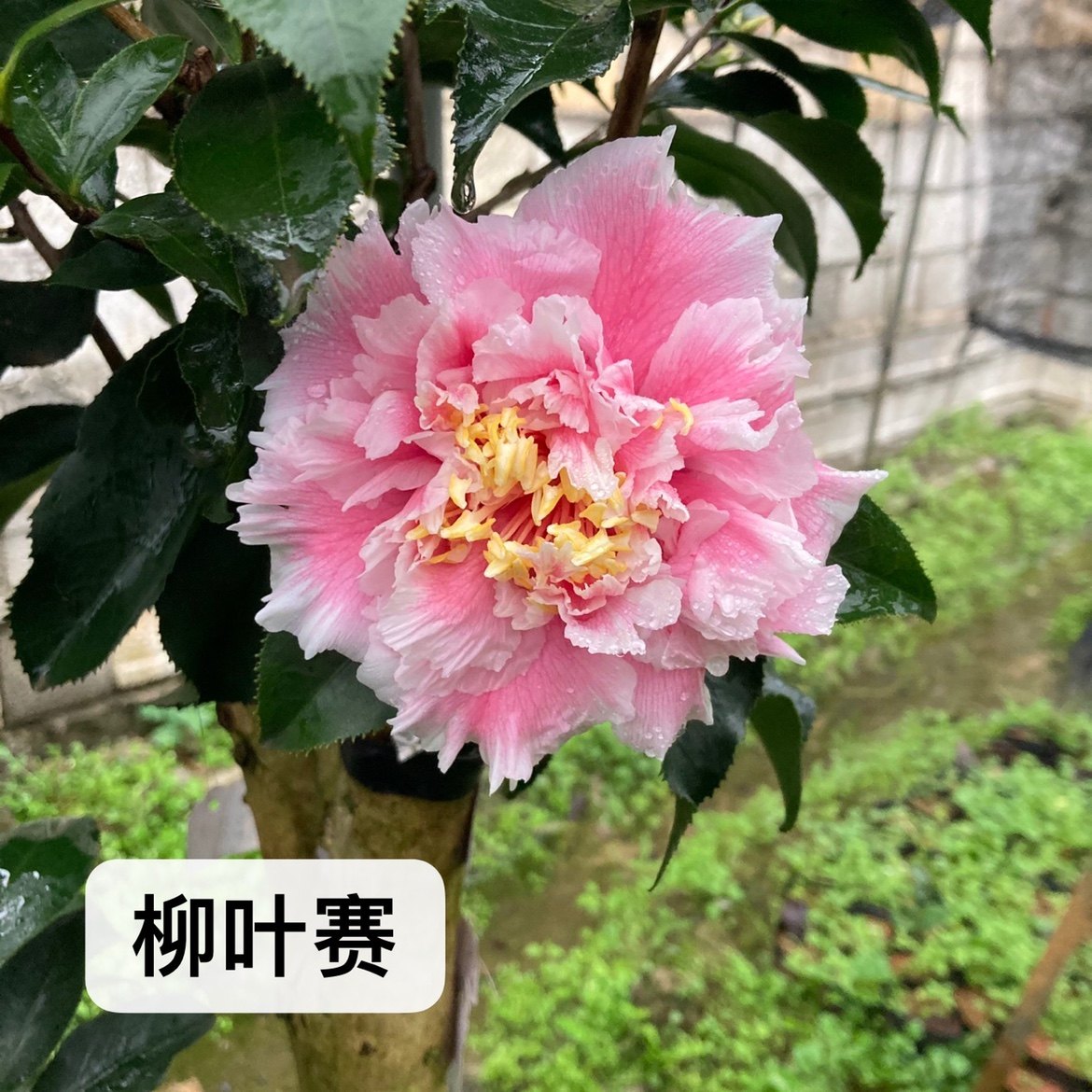 23年新品柳叶赛牡丹大花粉色热卖稀罕勤花易养易开包活品种保证,淘宝优惠券,粉丝福利购,淘宝优惠卷