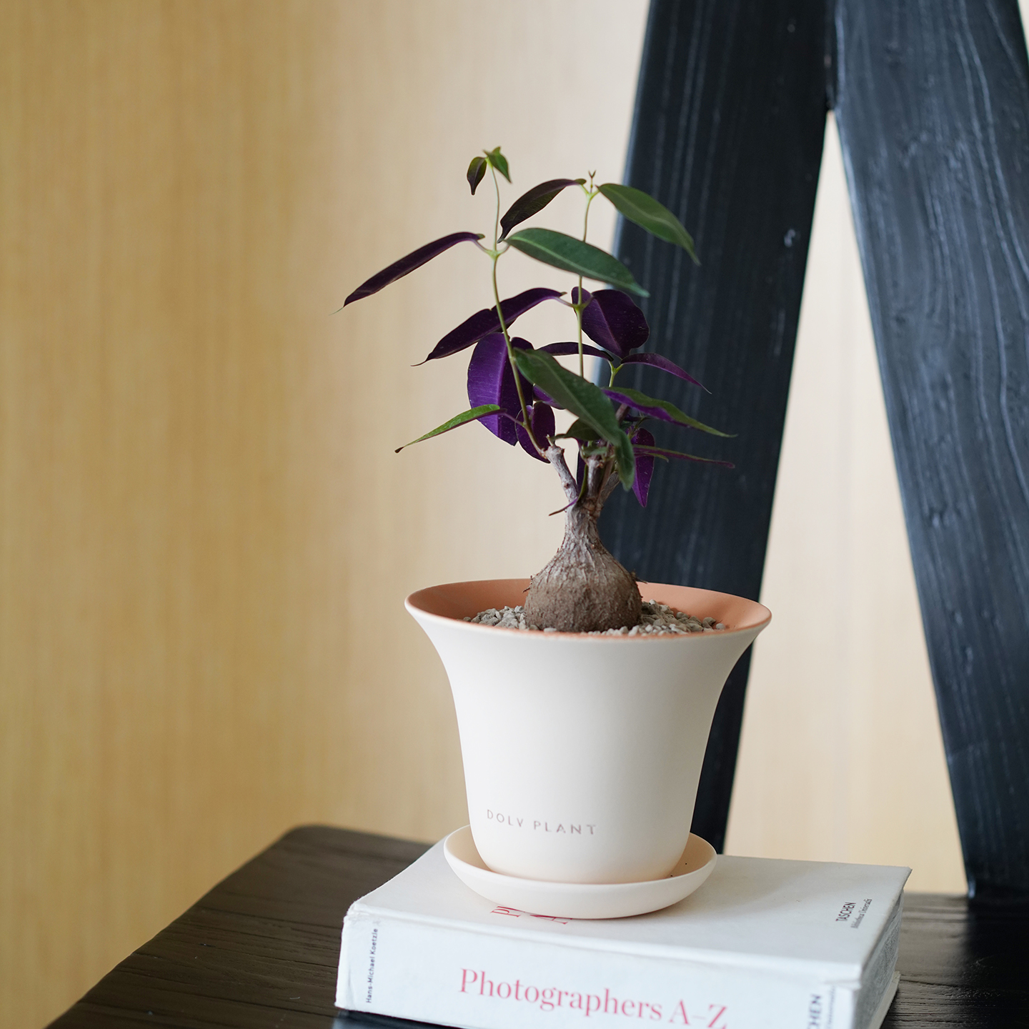 DOLV 豆绿 紫背萝摩 暗夜紫罗兰色稀有块根多肉植物美学桌面盆栽 - 图2