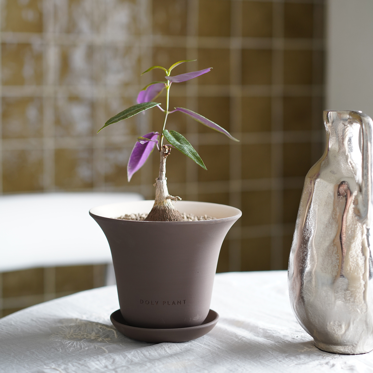 DOLV 豆绿 紫背萝摩 暗夜紫罗兰色稀有块根多肉植物美学桌面盆栽 - 图3