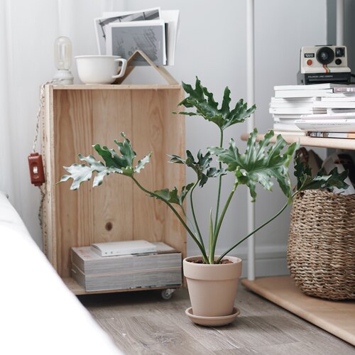 DOLV 豆绿 春羽蔓绿绒天使羽翼室内观叶植物卧室客厅好养新家绿植 - 图0