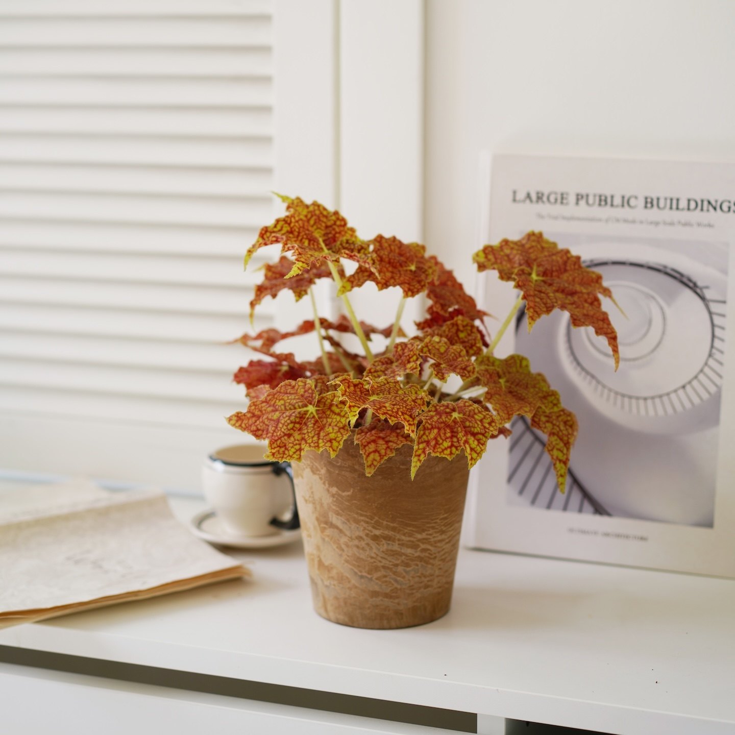 DOLV 豆绿 派大星秋海棠 蟆叶红泡泡秋海棠ins观叶新手入门植物,淘宝优惠券,粉丝福利购,淘宝优惠卷