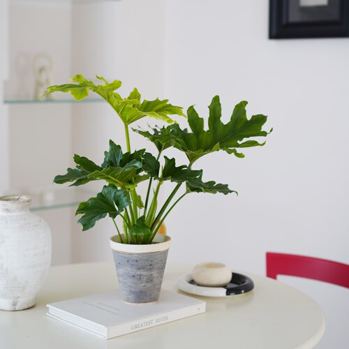 DOLV 豆绿 春羽蔓绿绒天使羽翼室内观叶植物卧室客厅好养新家绿植 - 图2