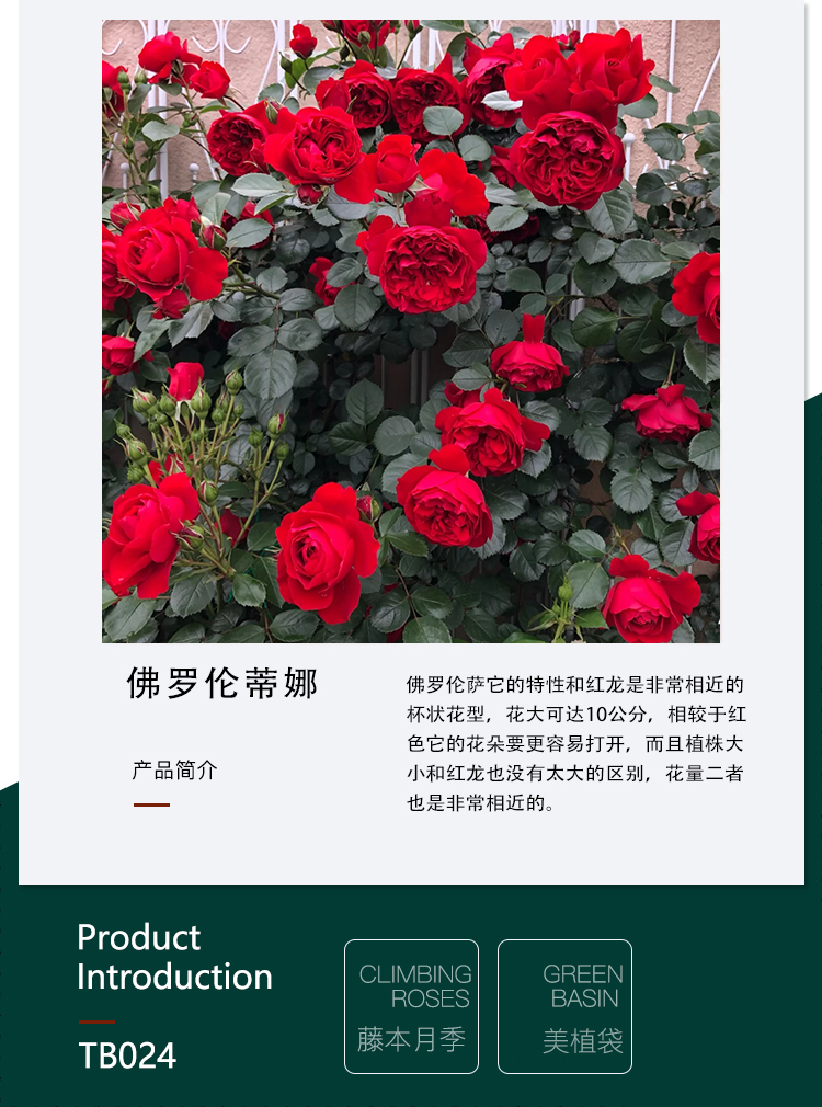 弗洛佛罗伦蒂娜萨月季红色庭院好养蔷薇爬墙藤本抗寒耐冻花卉花苗 - 图1