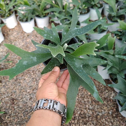 二岐鹿角蕨进口稀有绿植盆栽室内进口植物ins简约好养观叶盆栽 - 图3
