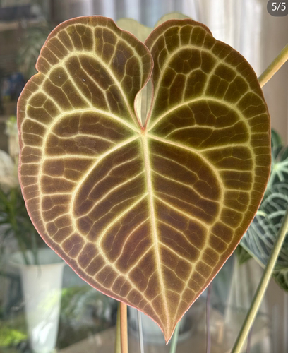 克莱恩花烛室内绿植桌面办公盆栽好养易活四季开花绿植色植物 - 图0