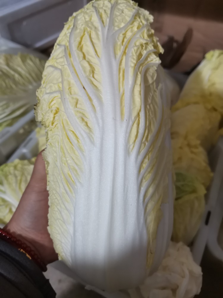 霜冻大白菜心5斤/9斤装 黄芽菜崇明实心大白菜新鲜蔬菜现摘发货