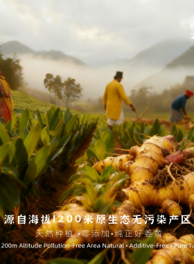 印度OJAS有机姜黄粉阿育吠陀传统配方烘焙调料护肤