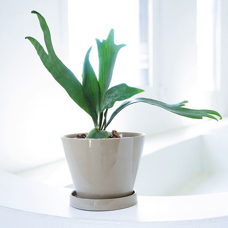 外贸陶瓷花盆复古蝴蝶兰专用兰花桌面轻奢高级感绿色盆栽套盆20CM,淘宝优惠券,粉丝福利购,淘宝优惠卷