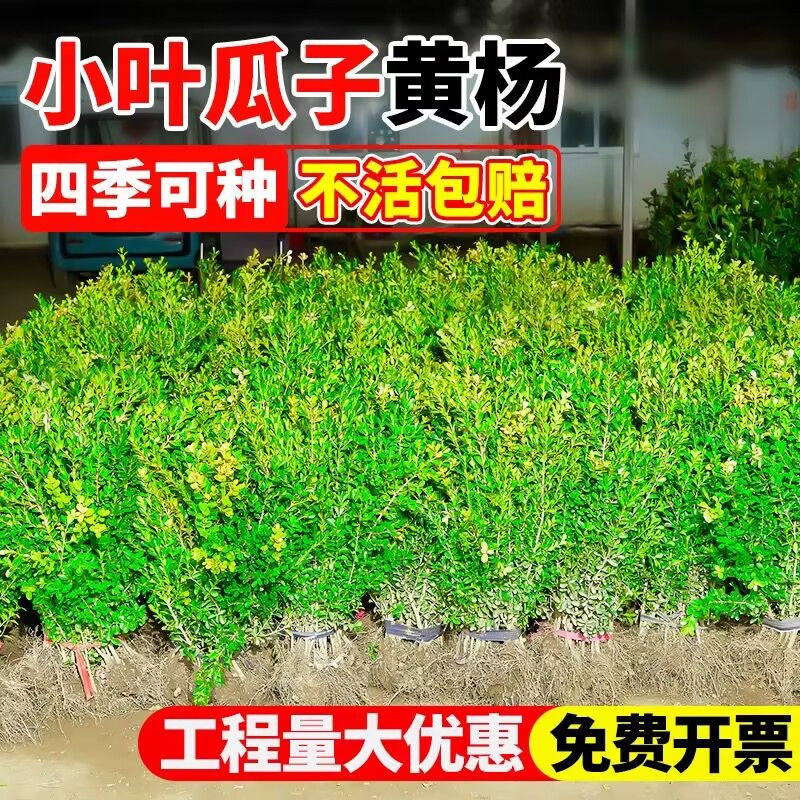 小叶黄杨瓜子黄杨四季常青别墅地栽庭院耐寒绿化植物篱笆墙定型,淘宝优惠券,粉丝福利购,淘宝优惠卷