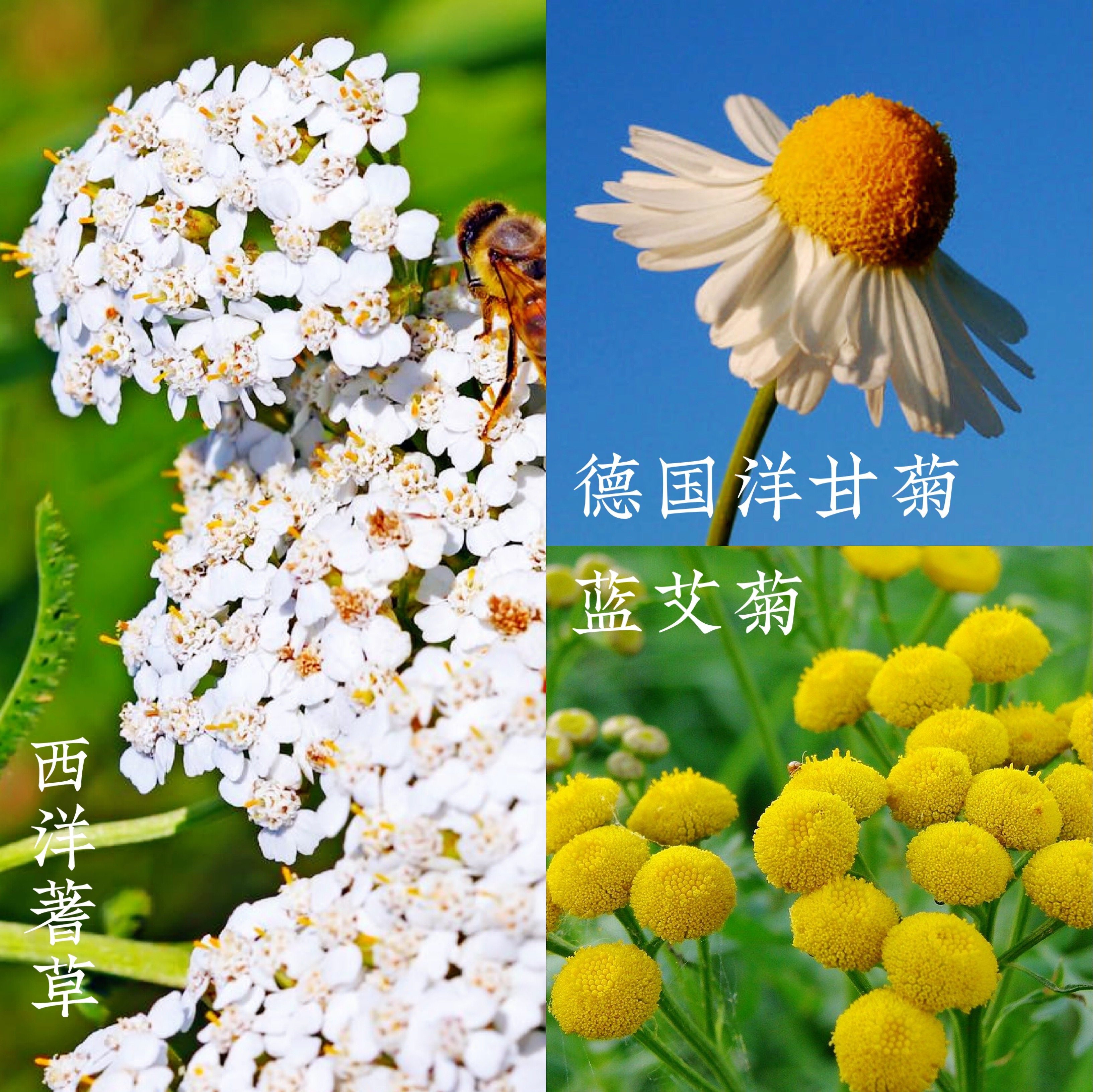 西洋甘菊 新人首单立减十元 21年8月 淘宝海外