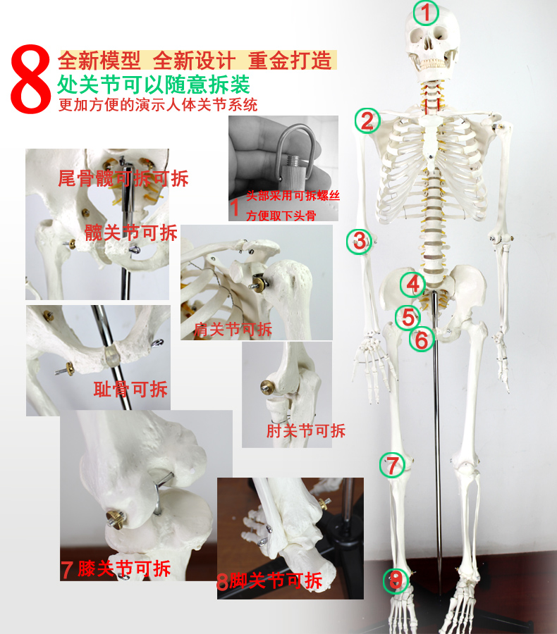 ENOVO颐诺170cm人体骨骼模型 骨架标本模型美术医学艺用可拆卸骨 - 图1