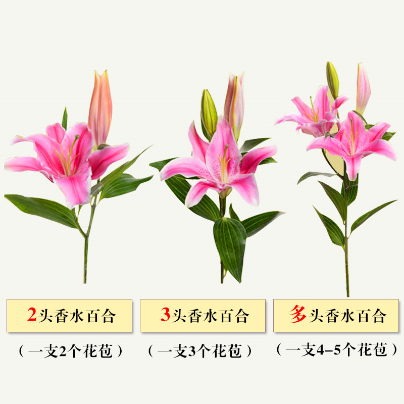 稀有小众鲜花同城送花云南基地直发家用百合花直批3份起顺丰包邮-图3