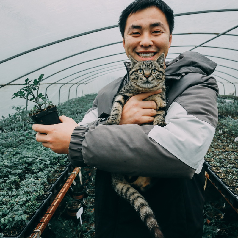 【番茄苗1】种子猎人进口番茄拯救者绿博士甜百万金太阳龙珠千禧-图0