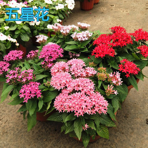 五星花繁星花盆栽带花雨伞花众星花耐热室外庭院阳台绿植花卉包邮 - 图2
