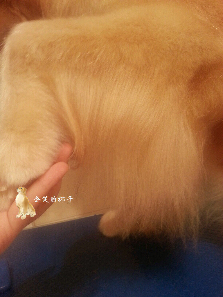 会笑的椰子如小意狗狗猫狗莓藻粉海藻粉 美毛,淘宝优惠券,粉丝福利购,淘宝优惠卷