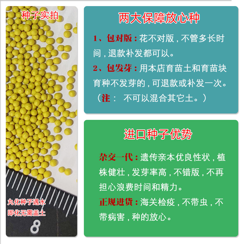 进口风铃花种子 春季秋季播 室内阳台盆栽易种室外花草花种子花籽