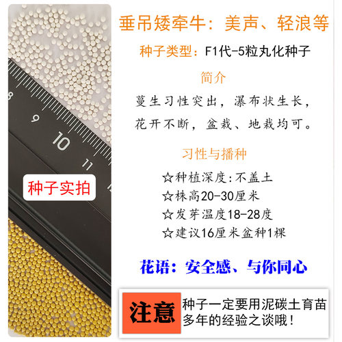 进口垂吊矮牵牛种子轻浪波浪四季春季播花卉种子室内阳台盆栽花籽 - 图2
