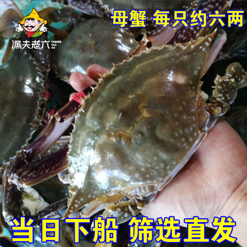 渤海水产当日捕捞海鲜海蟹黄蟹梭子蟹大螃蟹鲜活海飞蟹渔夫老六 - 图0