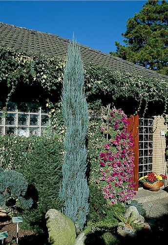 蓝剑柏Junipers 'Blue Arrow' 常绿彩色 盆栽多年生庭院植物小苗 - 图0