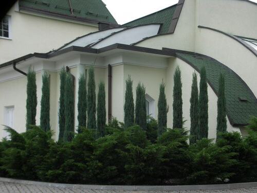 蓝剑柏Junipers 'Blue Arrow' 常绿彩色 盆栽多年生庭院植物小苗 - 图1