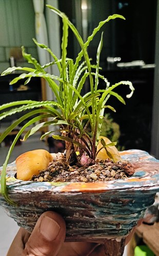 波浪弹簧草波叶弹簧草球根多肉冬天休眠没有叶子出图五状态苗28包 - 图1