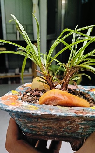 波浪弹簧草波叶弹簧草球根多肉冬天休眠没有叶子出图五状态苗28包 - 图0