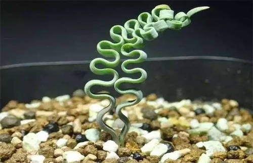 海带弹簧草，秋冬春生长期，状态美丽，稀有奇特多肉植物满28包 - 图0