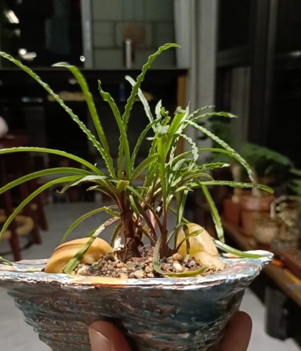 波浪弹簧草波叶弹簧草球根多肉冬天休眠没有叶子出图五状态苗28包 - 图2