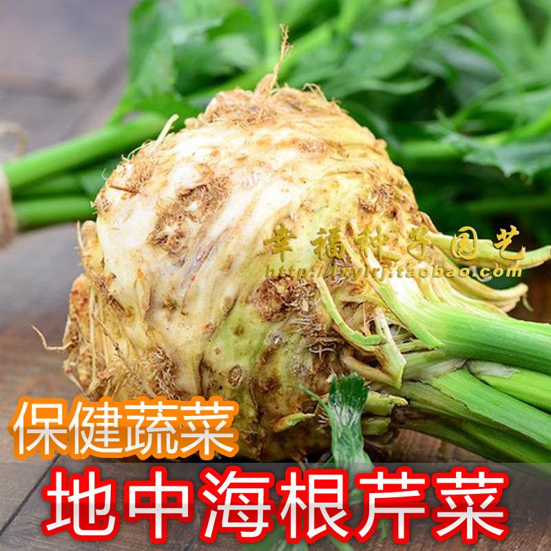 【根芹菜种子】根洋芹 root celery 香草种子春秋播阳台盆栽种子 - 图1