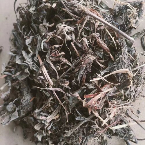 甘松 拍2斤包邮 香草 干松 香松干松 灵草排草 中草药材 500g克 - 图3