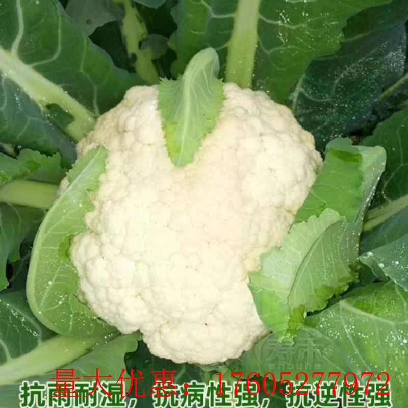 高产花椰菜播65白玉兰耐热白种子菜南北方松花春秋种子早中熟神良 - 图3