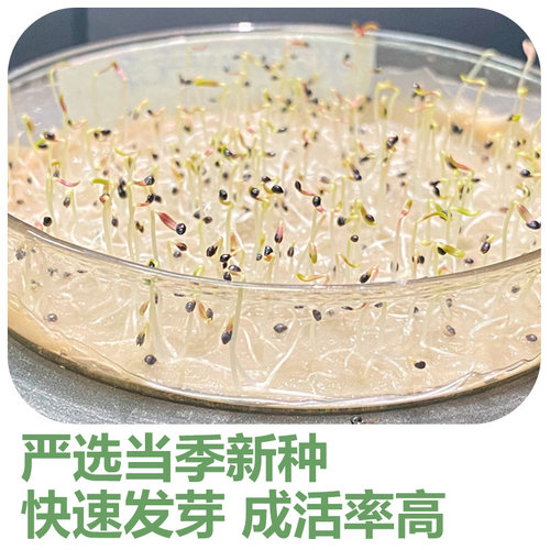 蔬菜种子农家辣椒番茄黄瓜西红柿香菜西瓜草莓四季菜种籽孑大全 - 图0