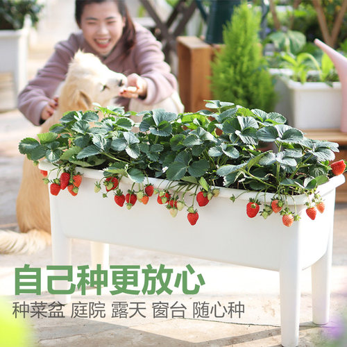蔬菜种子农家辣椒番茄黄瓜西红柿香菜西瓜草莓四季菜种籽孑大全 - 图2