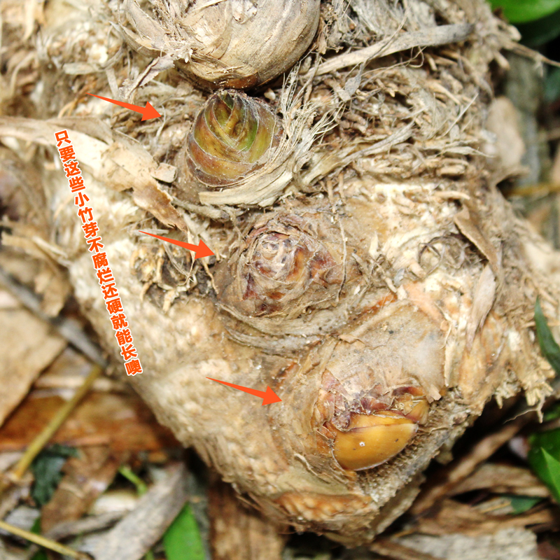 麻竹苗裸根包邮大型庭院丛生竹子苗竹鼠食物甜竹苗西牛竹笋头笋苗-图0