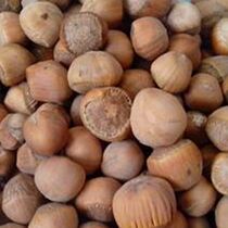 (New Goods) raw meal Northeastern special production of fresh natural wild small hazelnut rind full grindal nut squirrel grain