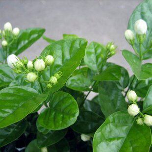 香花茉莉花苗、花型变化无穷 - 图1