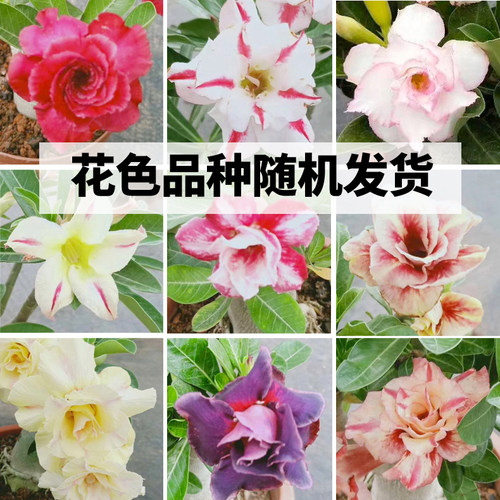 沙漠玫瑰盆栽花卉室内植物四季好养办公室防辐射老桩重瓣桌面花苗 - 图0