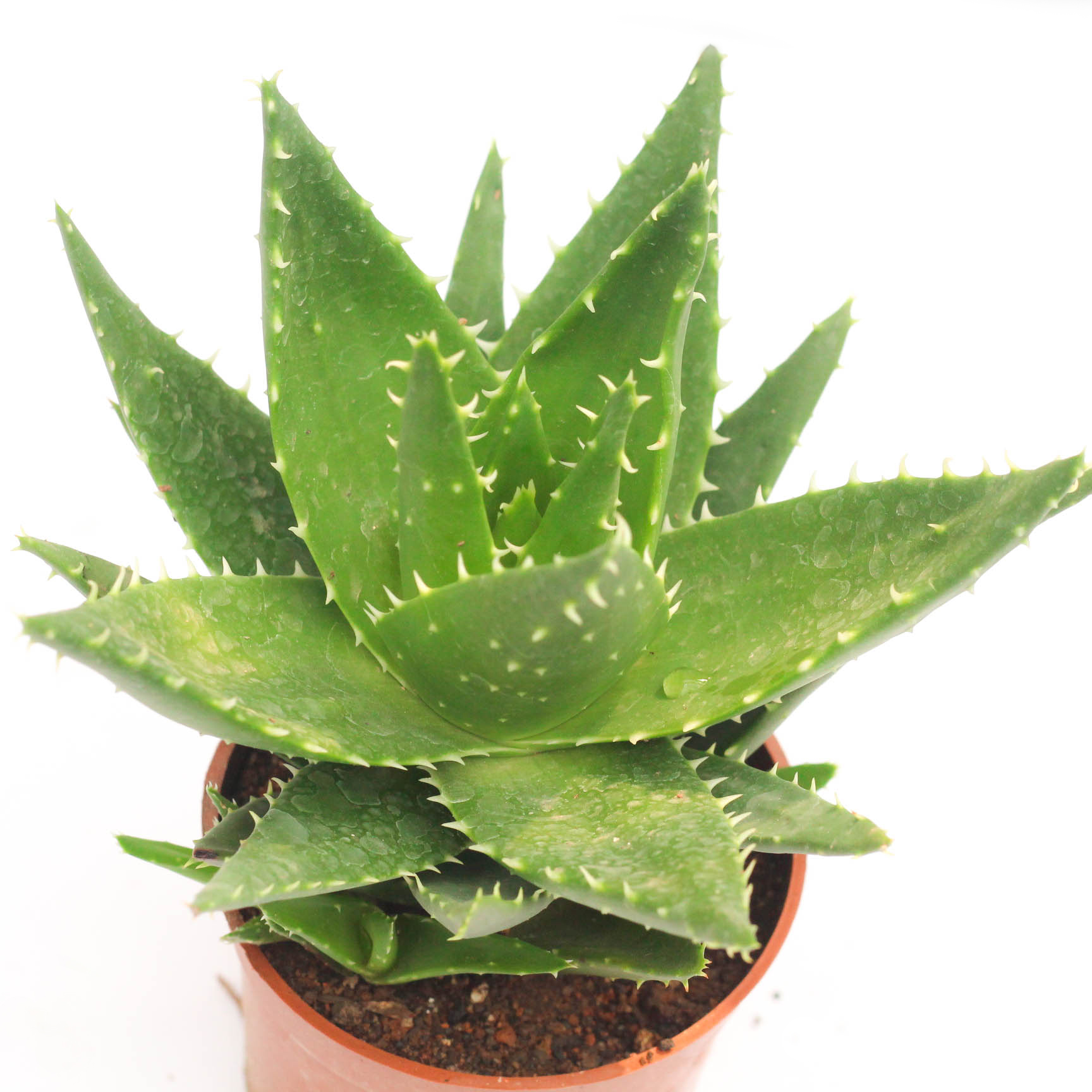 芦荟盆栽室内净化空气多肉植物办公室桌面多肉花小盆栽不夜城芦荟,淘宝优惠券,粉丝福利购,淘宝优惠卷